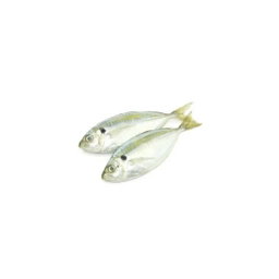 Kunning Fish 军令鱼