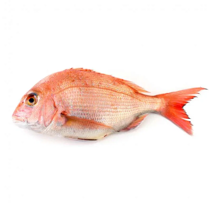Small Red Snapper 小哥里鱼