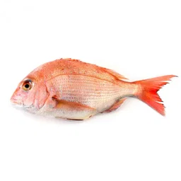 Small Red Snapper 小哥里鱼