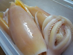 Cuttlefish 鱿鱼