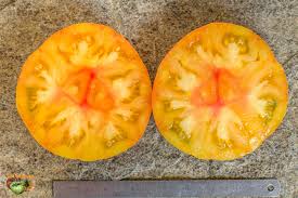 🍅MARZ YELLOW PINK STRIPE BEEFSTEAK🍅 x 15 organic seeds_5