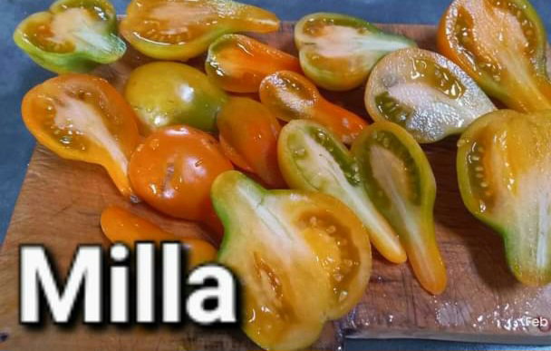 🍅MILA ORANGE PEAR TOMATO🍅 x 15 seeds_3