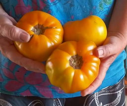 🍅MARZ YELLOW PINK STRIPE BEEFSTEAK🍅 x 15 organic seeds