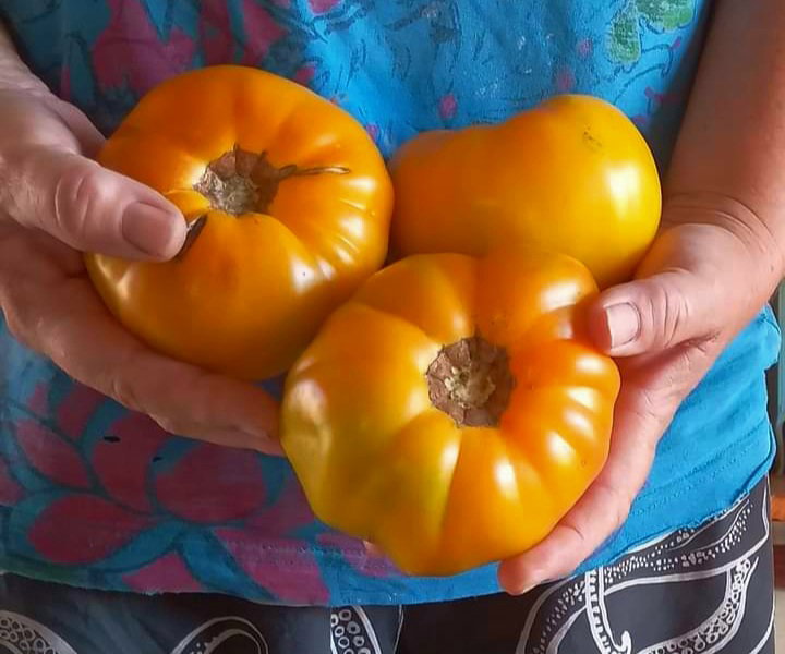 🍅MARZ YELLOW PINK STRIPE BEEFSTEAK🍅 x 15 organic seeds_6