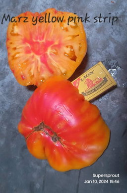 🍅MARZ YELLOW PINK STRIPE BEEFSTEAK🍅 x 15 organic seeds