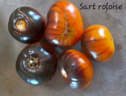 🍅SART ROLOISE TOMATO🍅 x 10 organic seeds