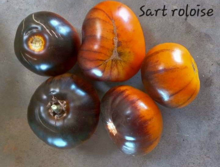 🍅SART ROLOISE TOMATO🍅 x 10 organic seeds_4