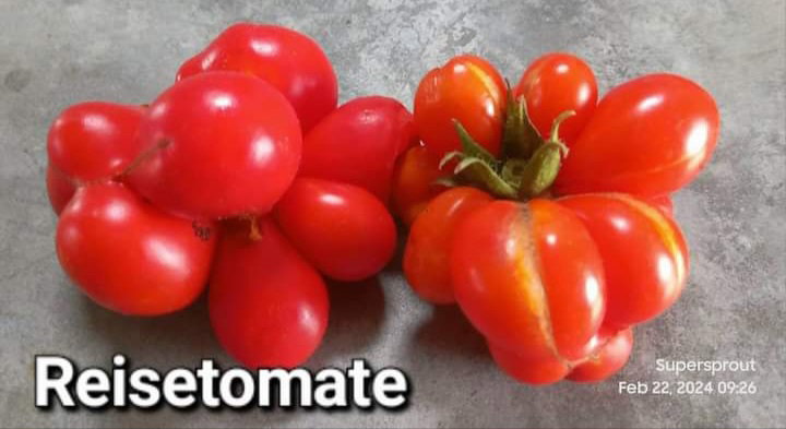 🍅REISETOMATE TOMATOES🍅 x 10 seeds_4