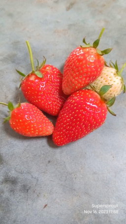 STRAWBERRY x only 15 seeds
