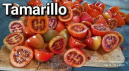 TAMARILLO TREE TOMATO x 10+ seeds