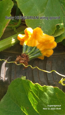 HUNGARIAN FINGERS SQUASH x 5 seeds