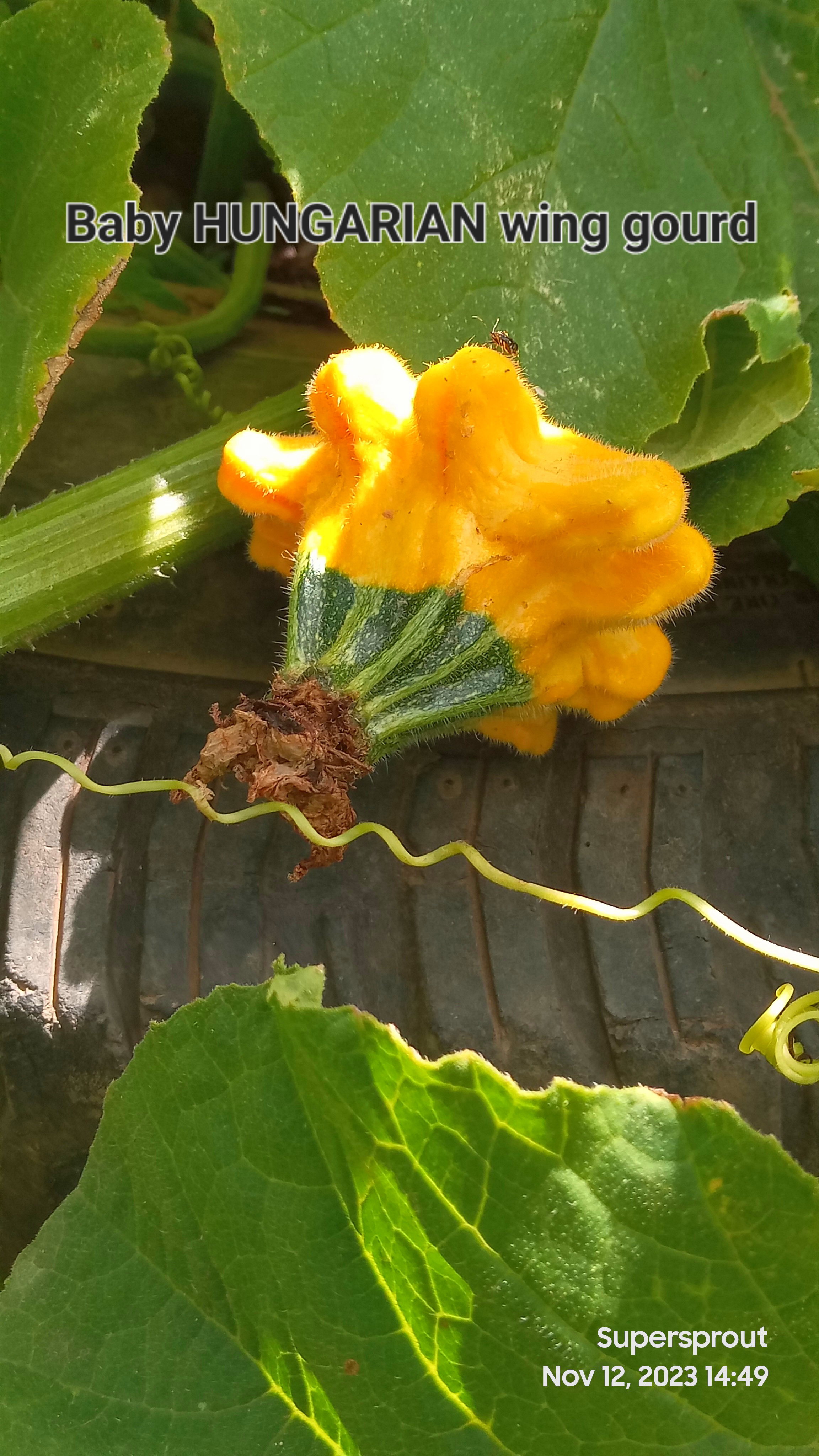 HUNGARIAN FINGERS SQUASH x 5 seeds_4