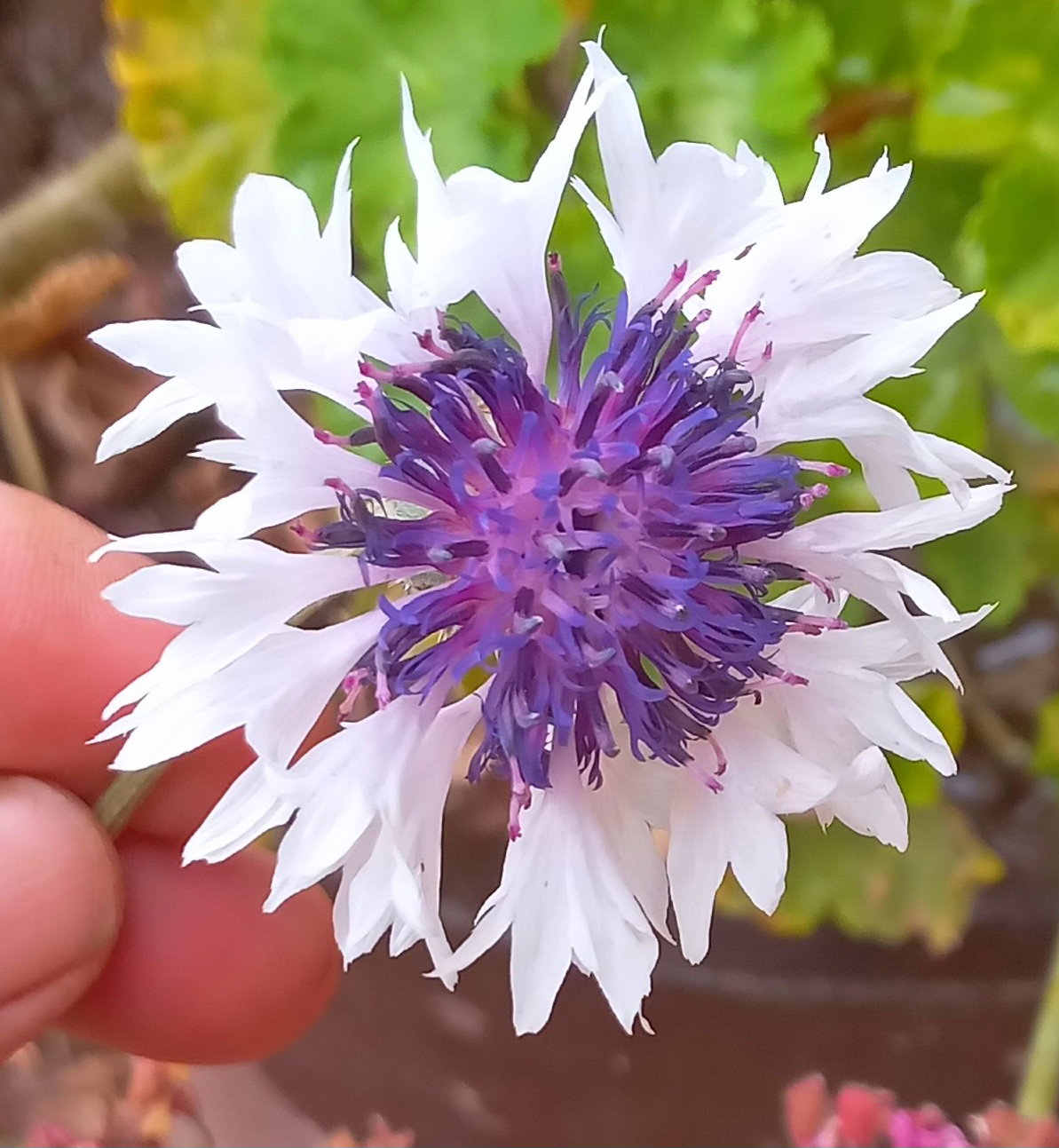 🌼CORN FLOWER🌼 x 15 seeds_2