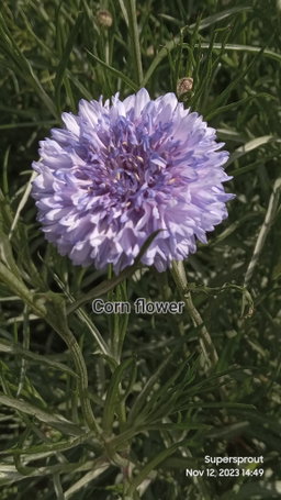 🌼CORN FLOWER🌼 x 15 seeds