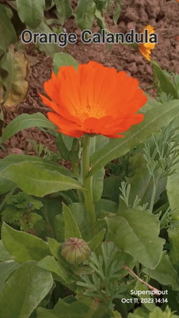 🌸CALENDULA🌸 x 15 seeds