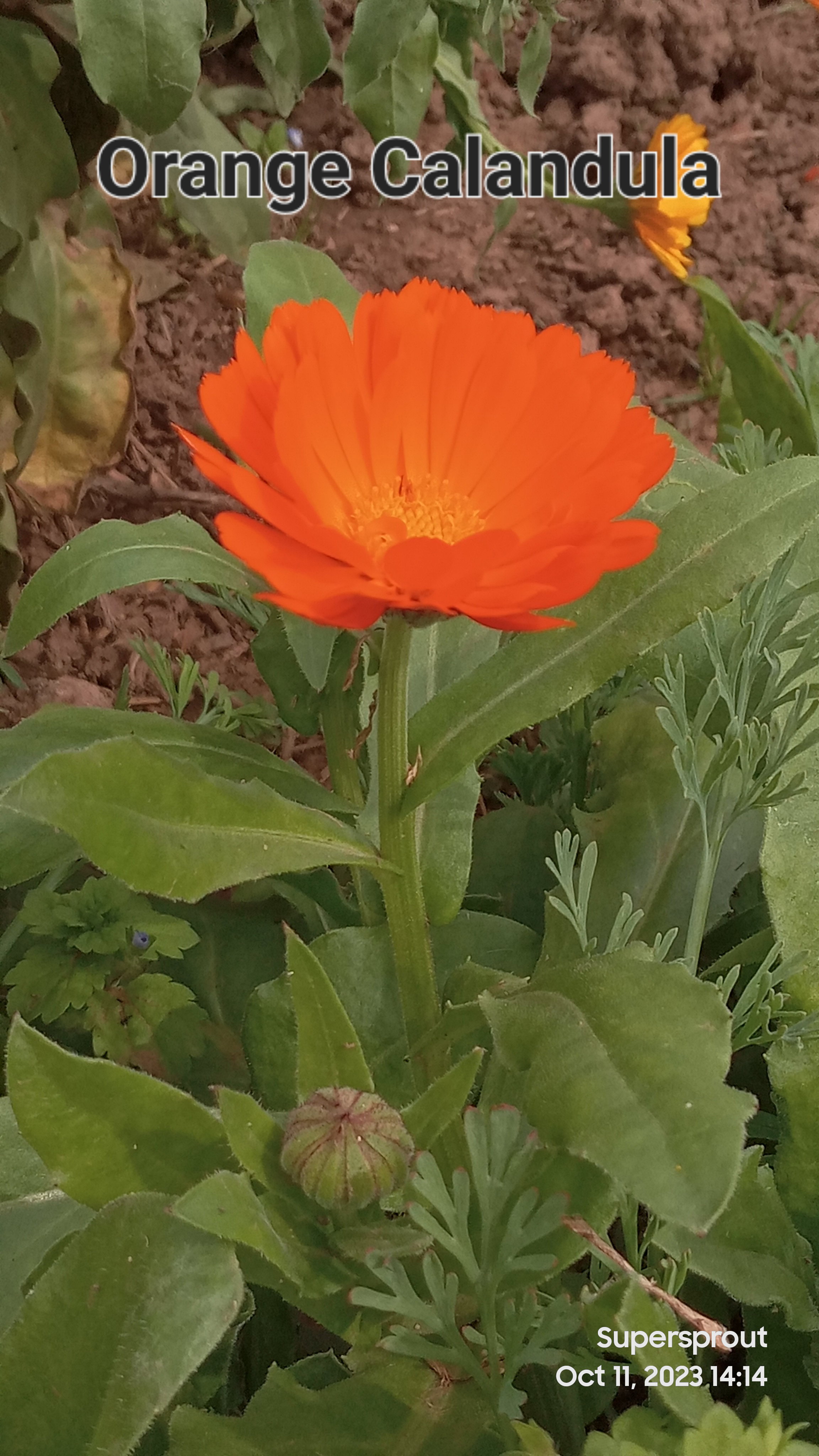 🌸CALENDULA🌸 x 15 seeds_5