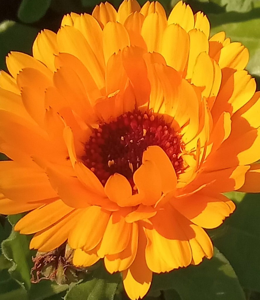 🌸CALENDULA🌸 x 15 seeds_4