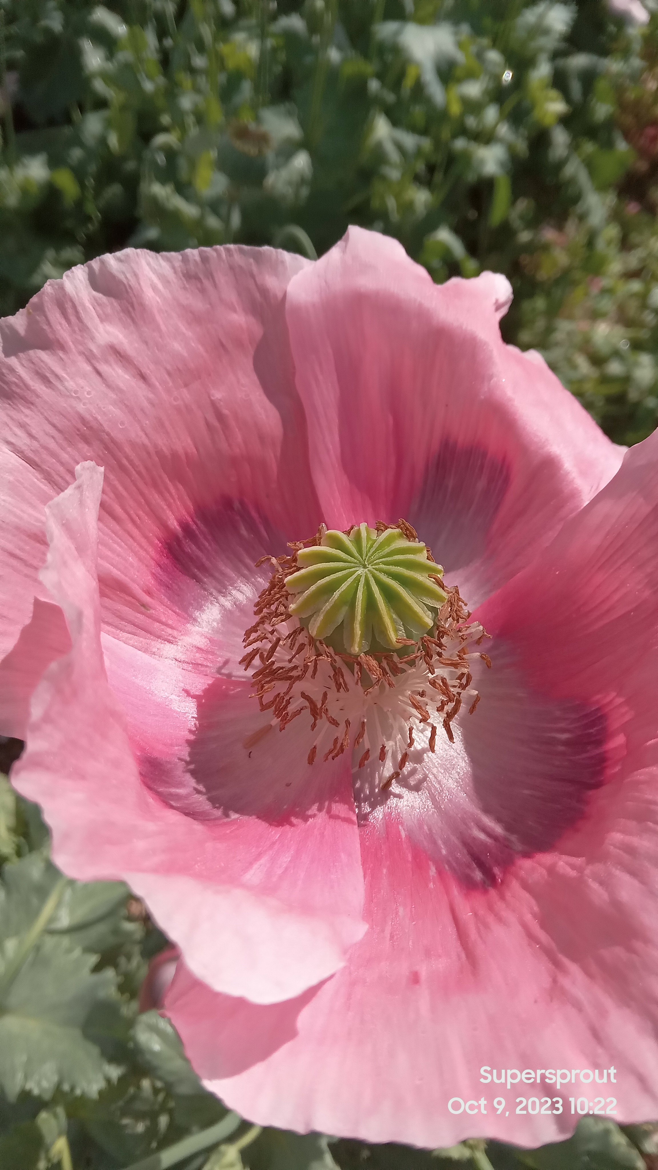 🌸IMPERIAL PINK POPPY🌸 x 100+ seeds_3