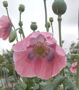 🌸IMPERIAL PINK POPPY🌸 x 100+ seeds
