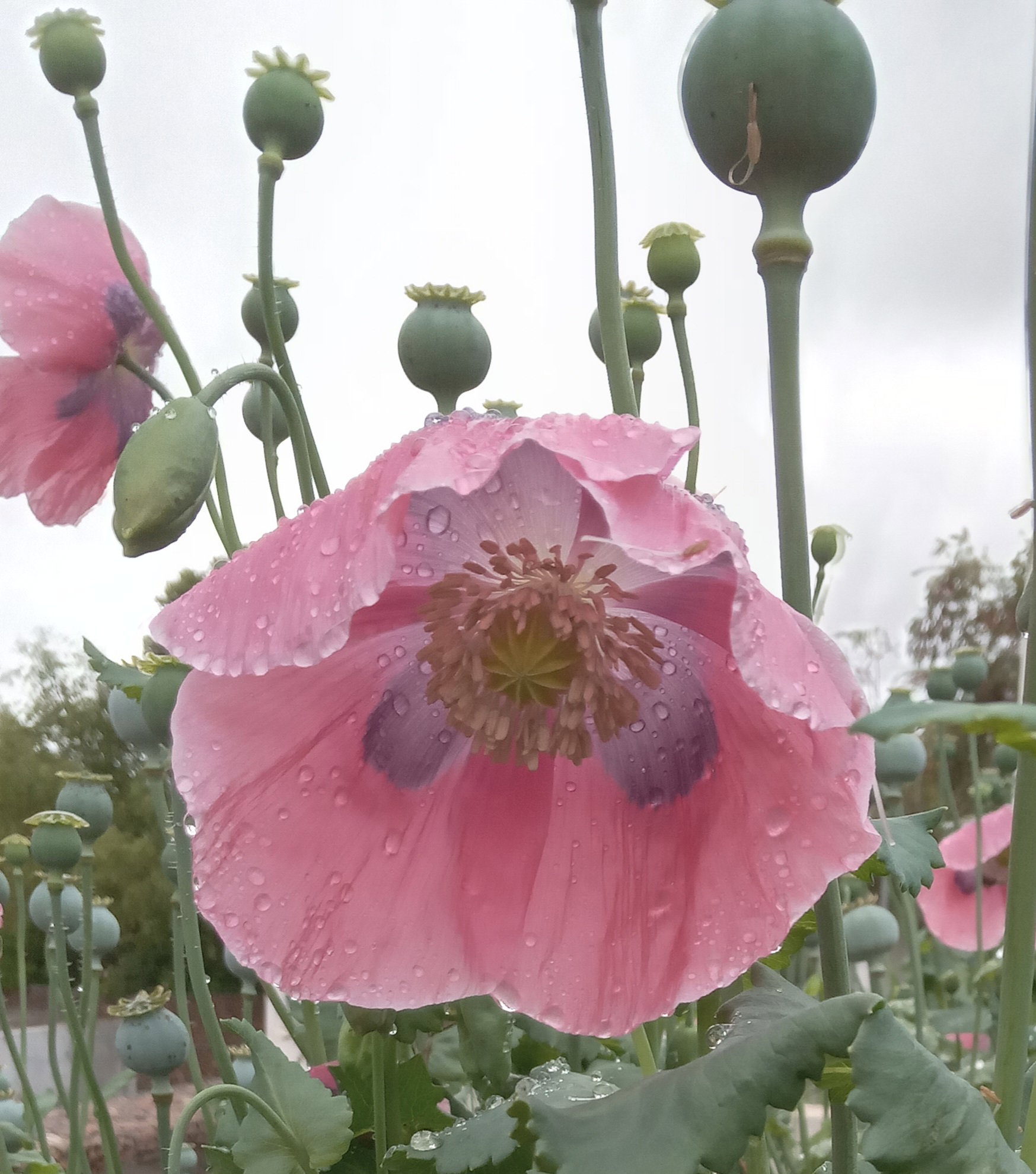 🌸IMPERIAL PINK POPPY🌸 x 100+ seeds_5