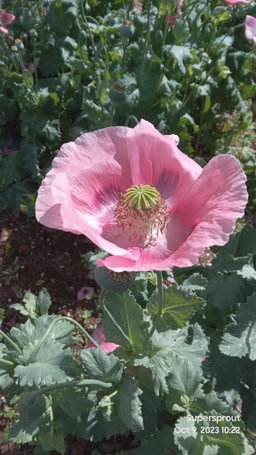 🌸IMPERIAL PINK POPPY🌸 x 100+ seeds