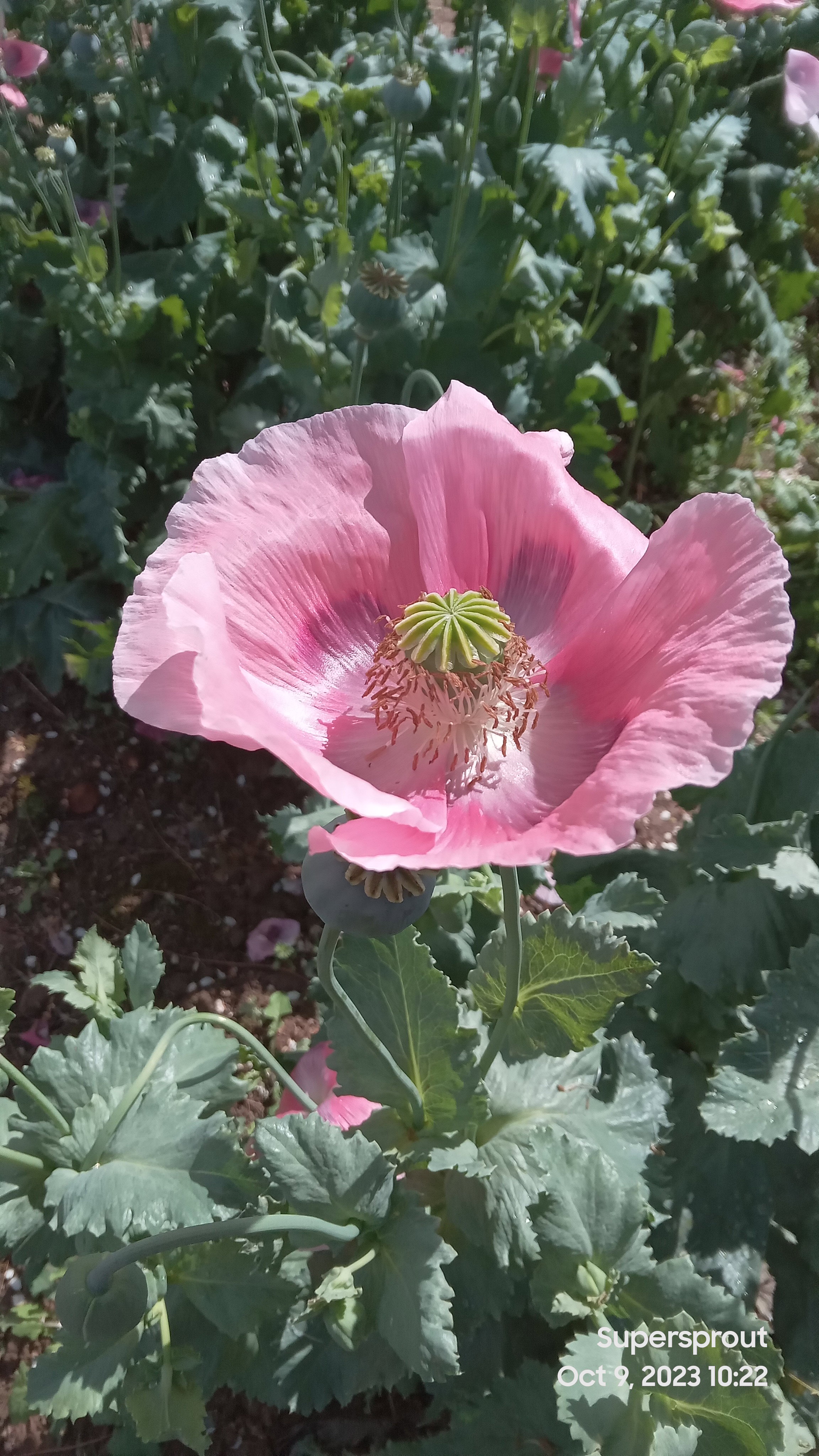 🌸IMPERIAL PINK POPPY🌸 x 100+ seeds_4