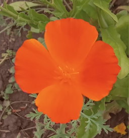 🌸CALIFORNIA POPPY🌸 x 50 seeds (not a true poppy 