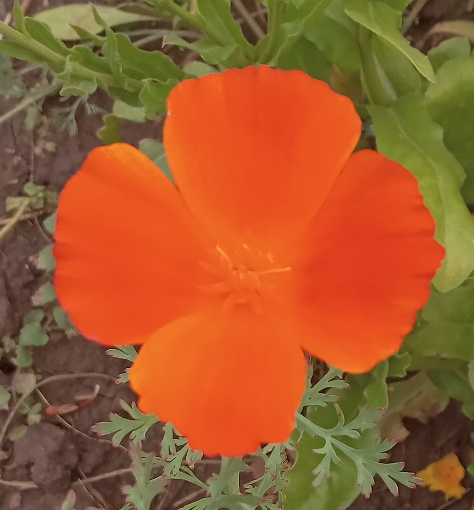 🌸CALIFORNIA POPPY🌸 x 50 seeds (not a true poppy _3