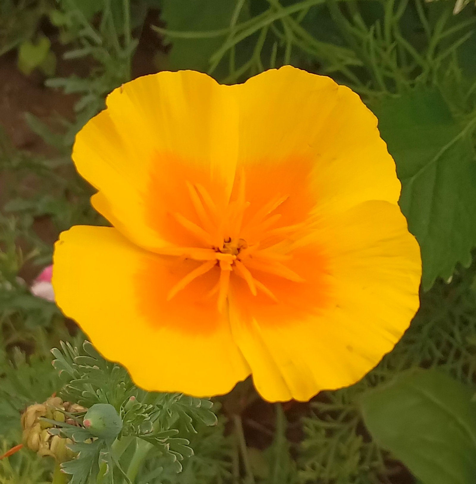 🌸CALIFORNIA POPPY🌸 x 50 seeds (not a true poppy _1