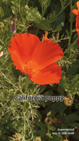 🌸CALIFORNIA POPPY🌸 x 50 seeds (not a true poppy 