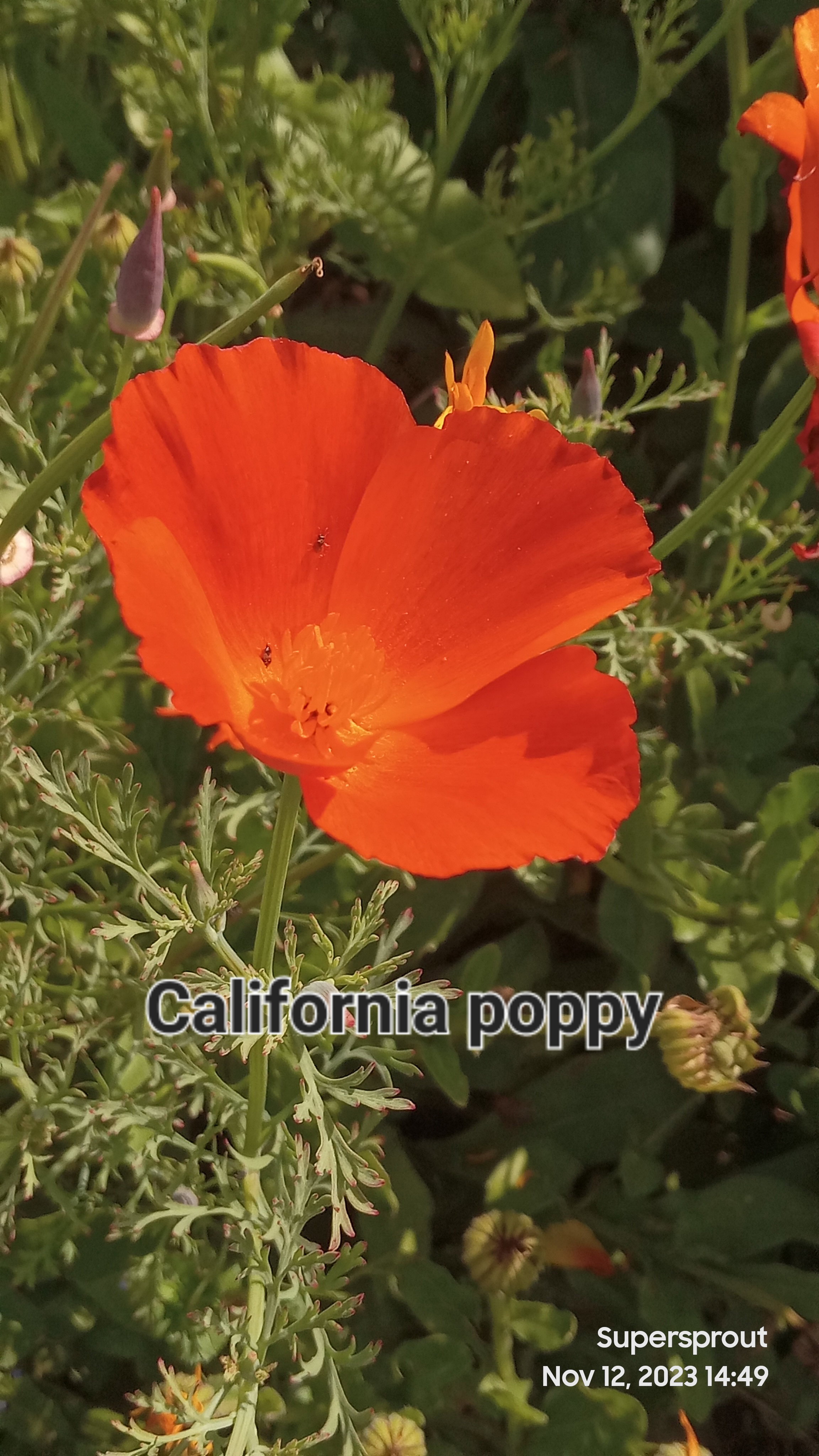 🌸CALIFORNIA POPPY🌸 x 50 seeds (not a true poppy _4
