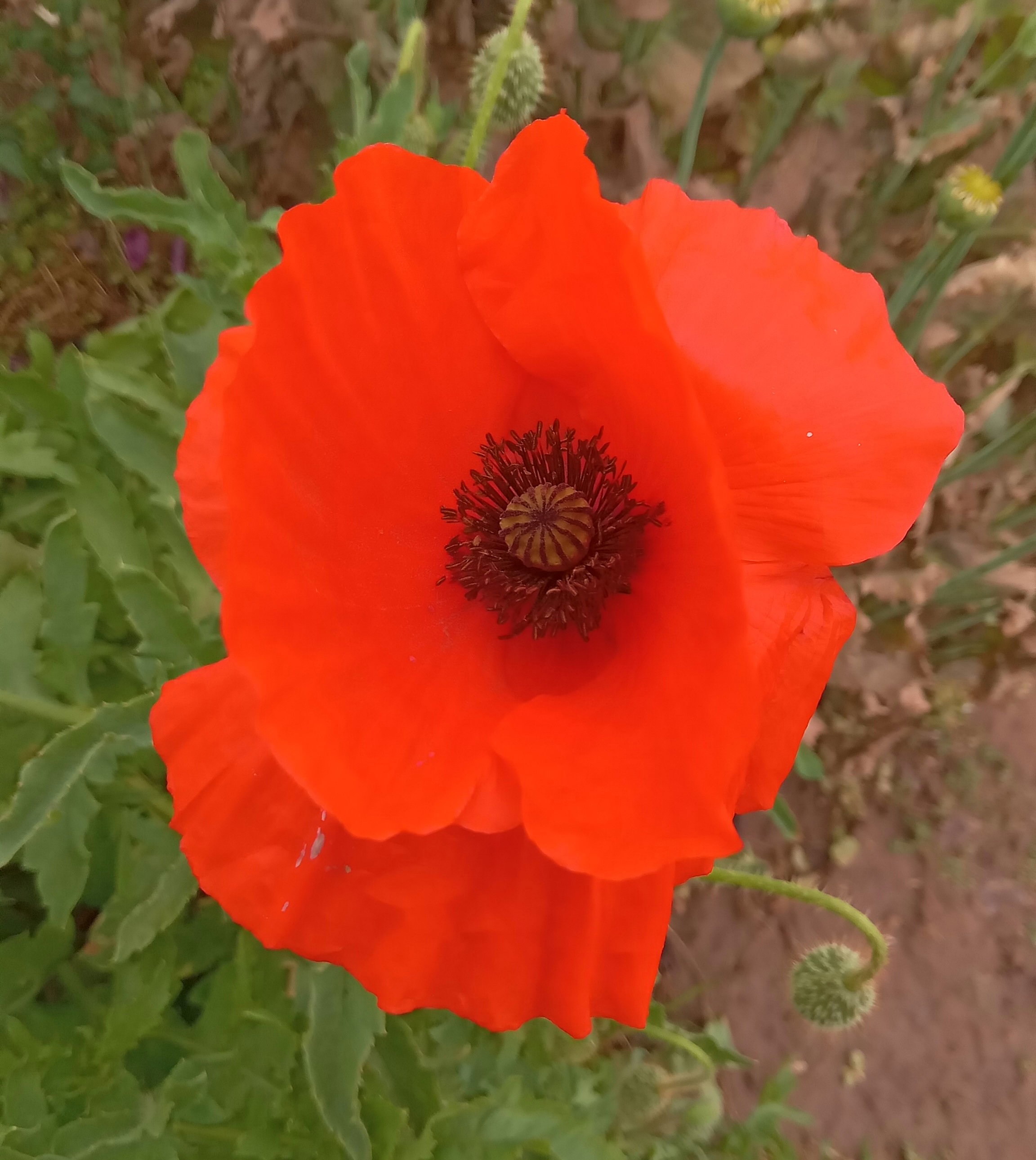 🌸FLANDERS POPPY🌸 x 100+ seeds_3