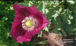 LAUREN'S GRAPE POPPY/PAPAVER x 100+ seeds