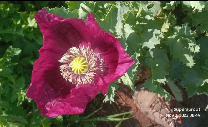 LAUREN'S GRAPE POPPY/PAPAVER x 100+ seeds_3