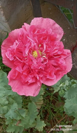 ⚘POPPY PAEONY MIX⚘ x 100+ seeds
