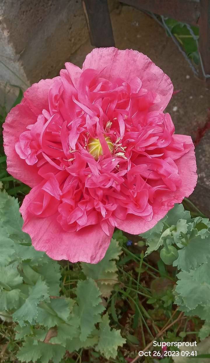 ⚘POPPY PAEONY MIX⚘ x 100+ seeds_4