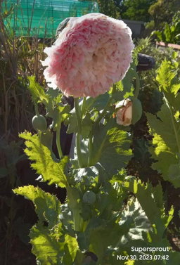 ⚘POPPY PAEONY MIX⚘ x 100+ seeds