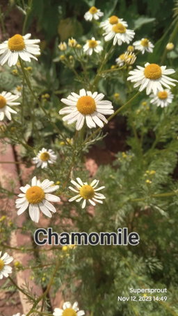 🌼GERMAN CHAMOMILE🌼 x100+ seeds