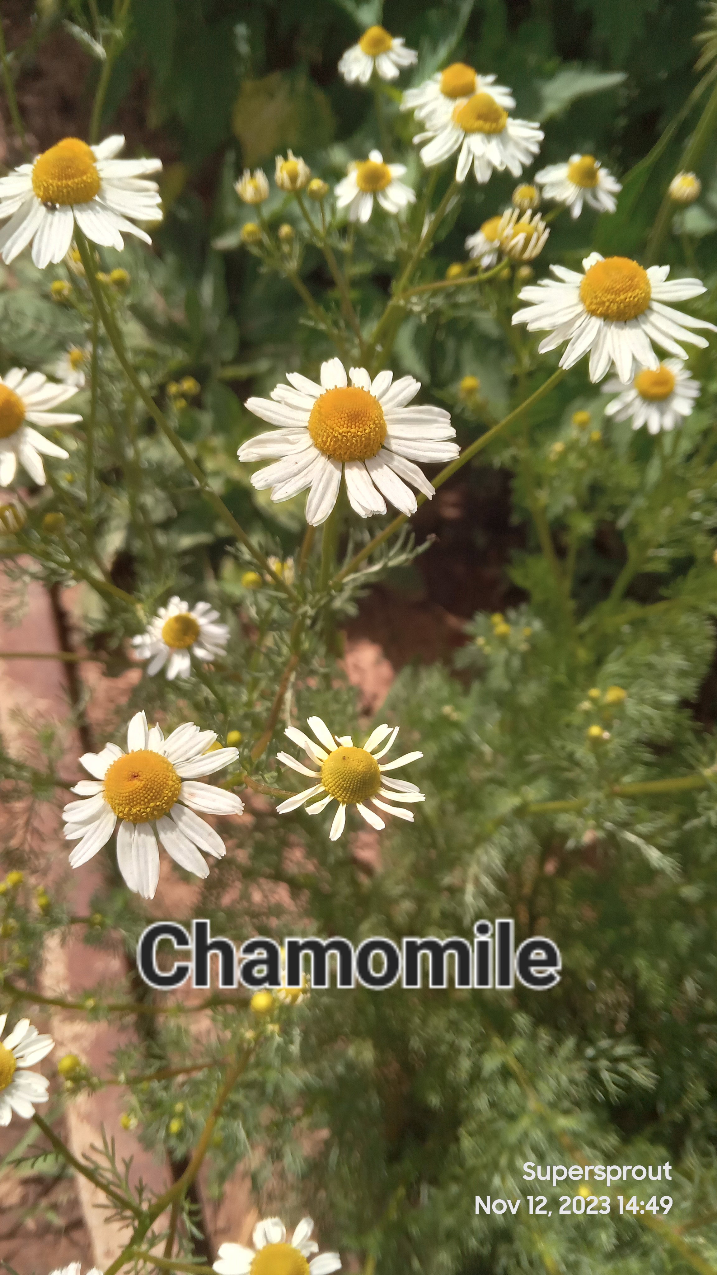 🌼GERMAN CHAMOMILE🌼 x100+ seeds_2
