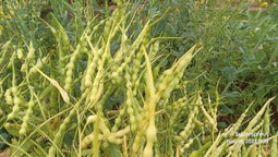 🌱RAT'S TAIL RADISH🌱 x 15+ seeds9