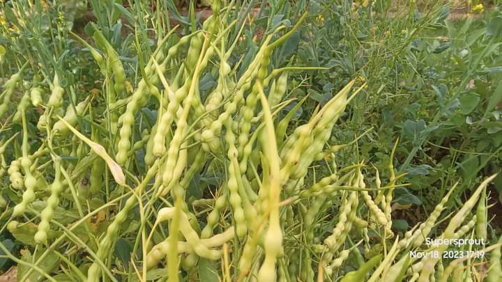 🌱RAT'S TAIL RADISH🌱 x 15+ seeds9_3