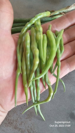 🌱RAT'S TAIL RADISH🌱 x 15+ seeds9
