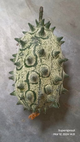 🥒AFRICAN HORN KIWANO MELON🥒 x 10 seeds