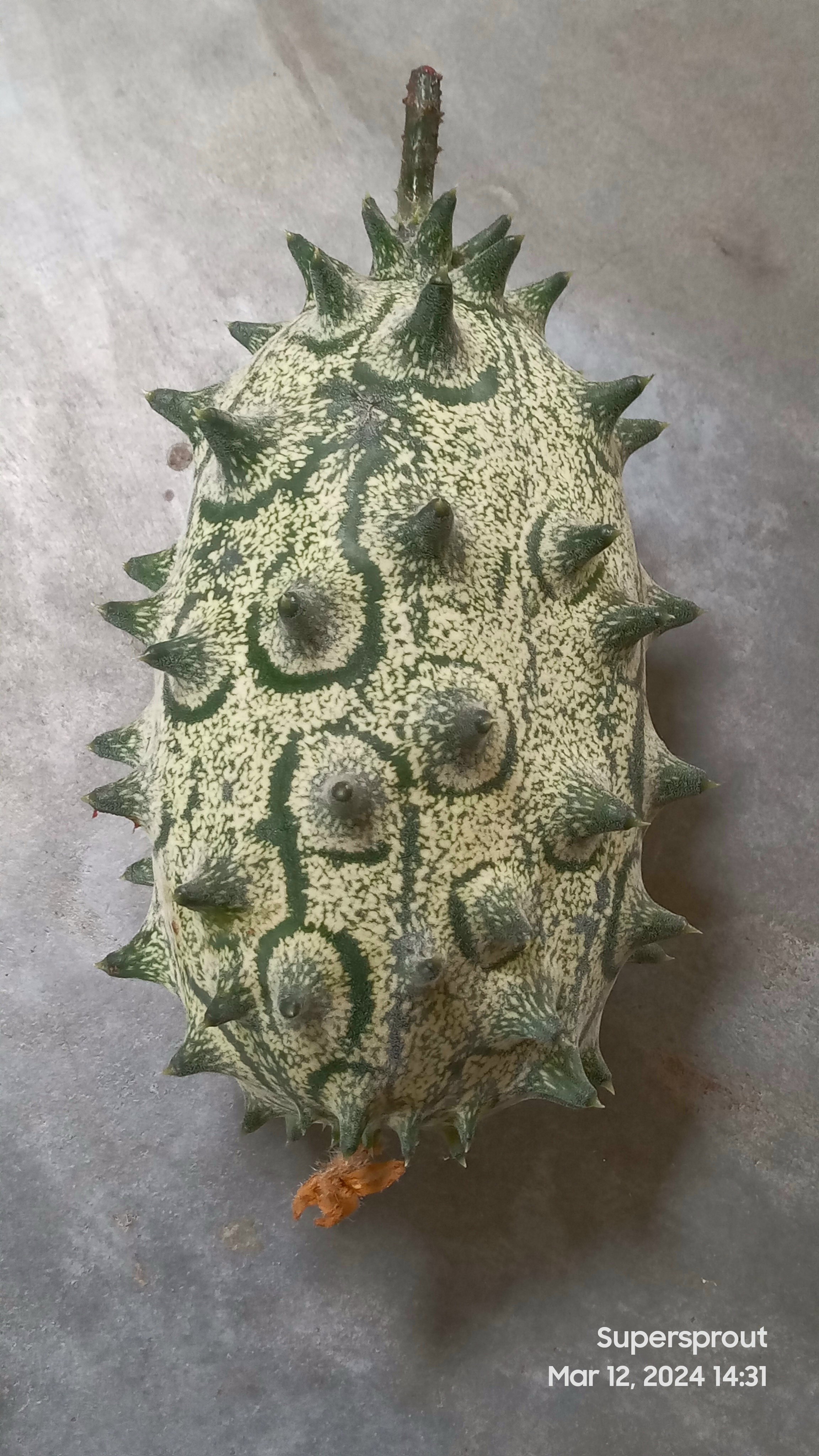 🥒AFRICAN HORN KIWANO MELON🥒 x 10 seeds_3