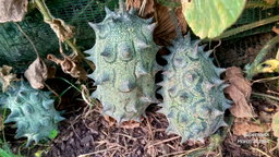 🥒AFRICAN HORN KIWANO MELON🥒 x 10 seeds