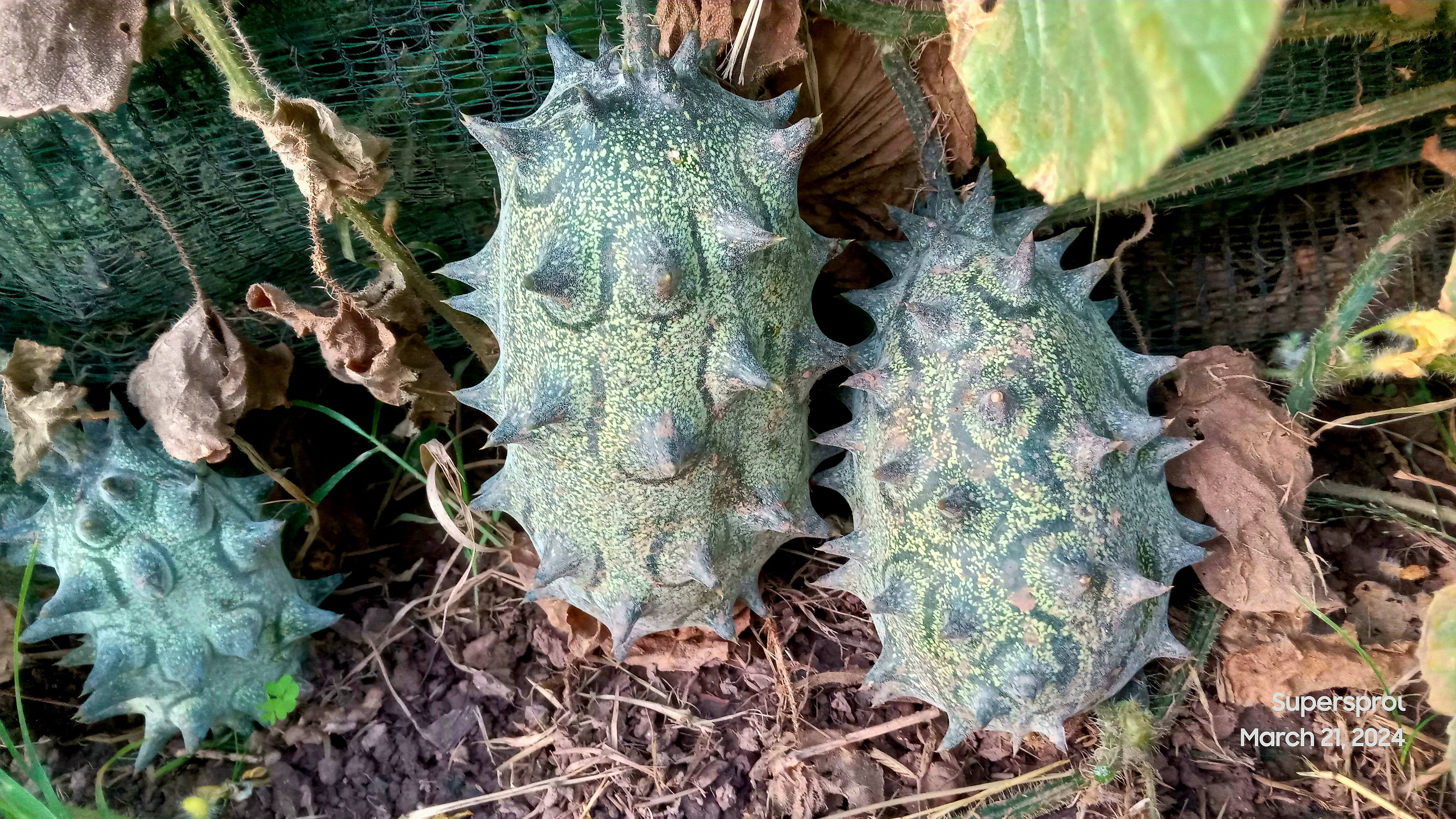 🥒AFRICAN HORN KIWANO MELON🥒 x 10 seeds_2
