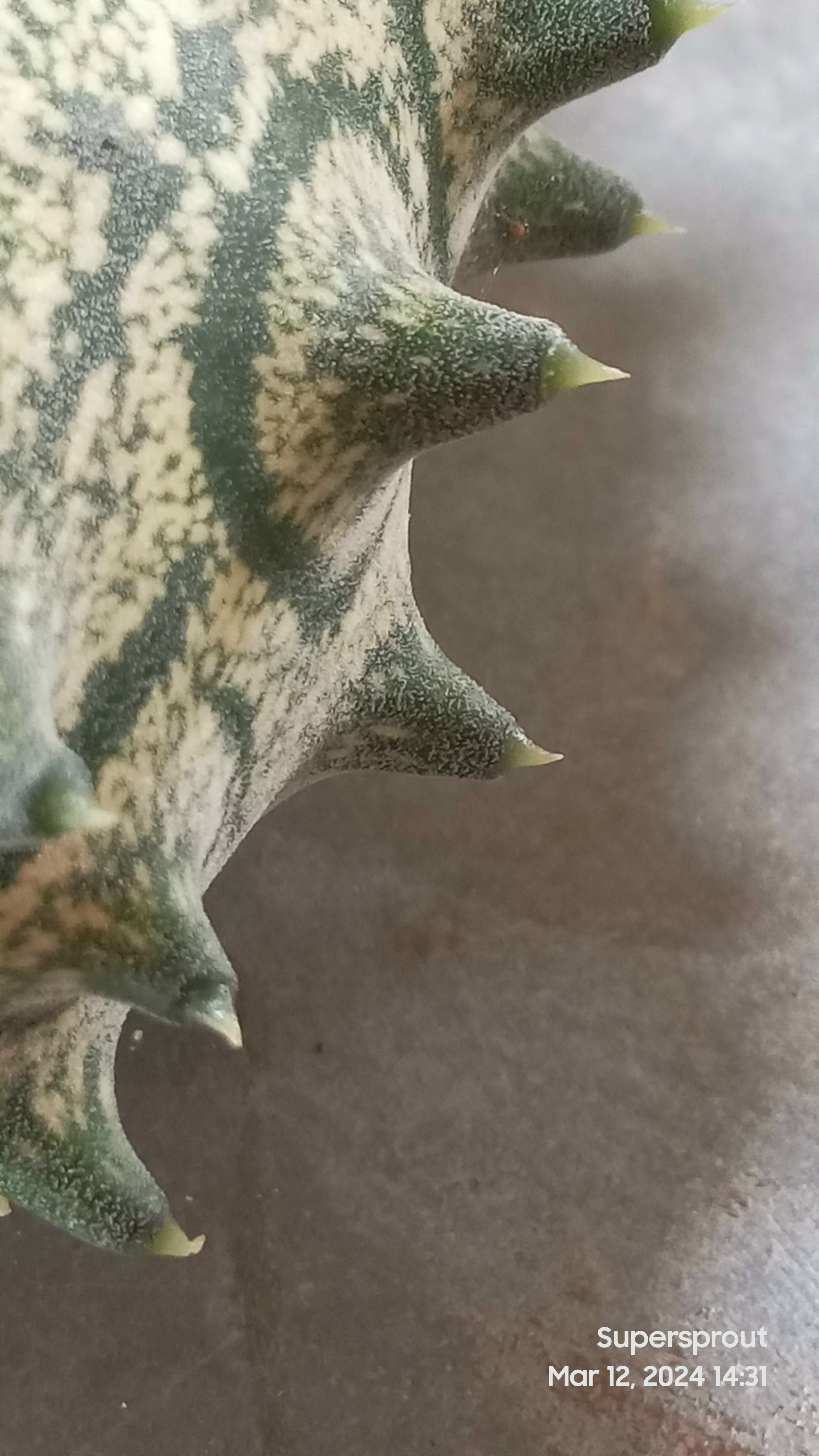 🥒AFRICAN HORN KIWANO MELON🥒 x 10 seeds_4