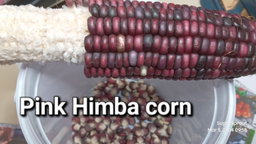 🌽PINK AFRICAN HIMBA CORN🌽 x 25 seeds