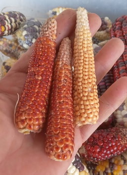 🌽CHIRES BABY CORN🌽 x 25 organic seeds