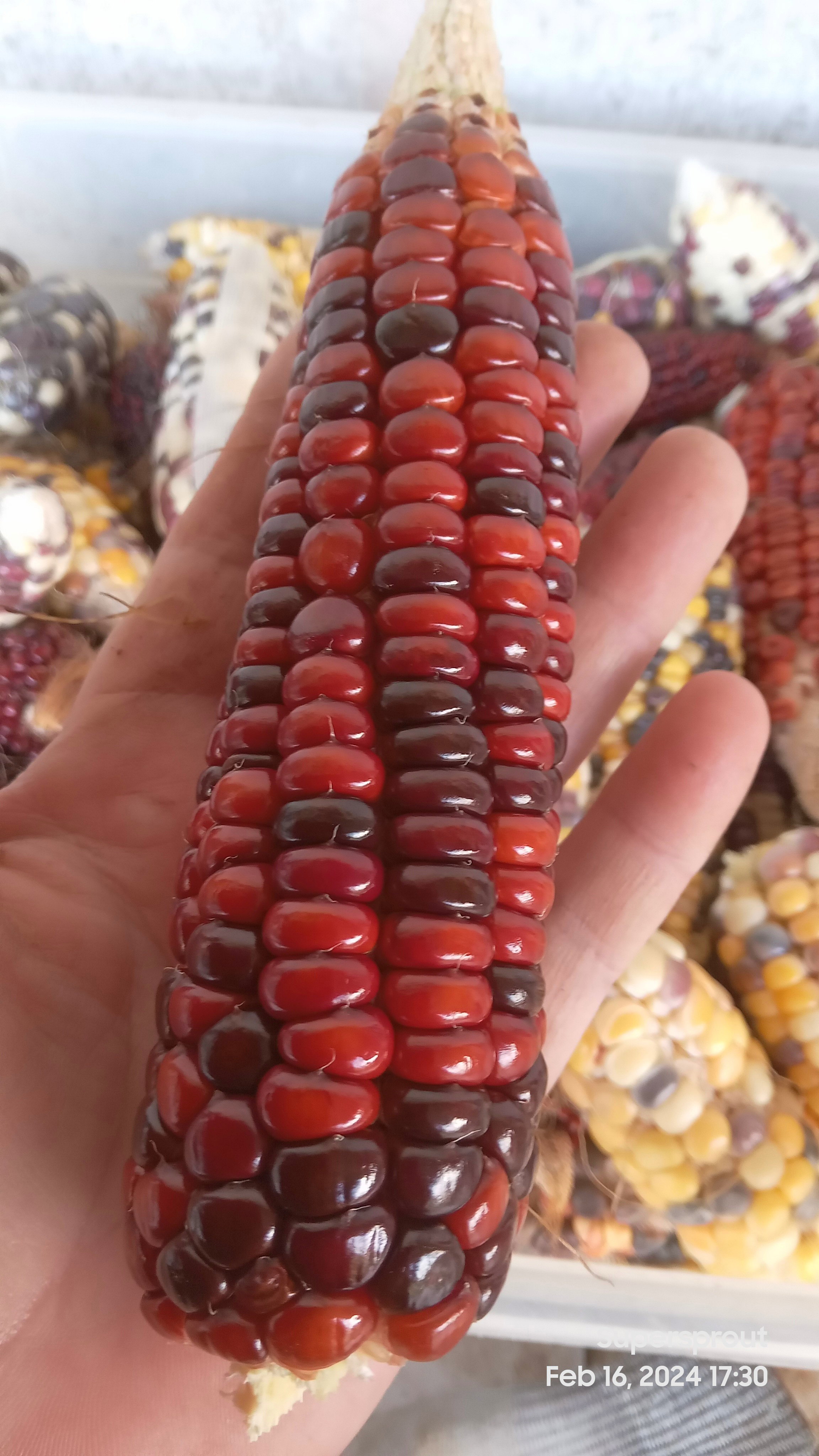 🌽CARAMEL CRUSH MAIZE🌽 x 25 organic seeds_3
